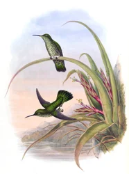 Aphantochroa hyposticta